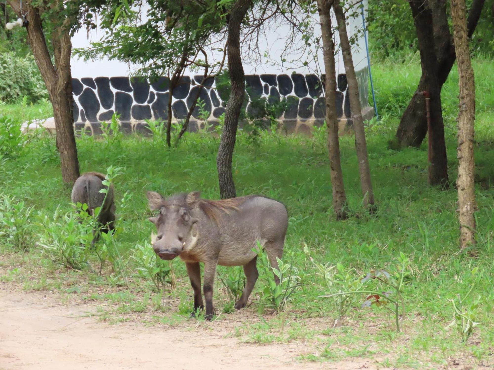 Voyage Village Lodge Mikumi ภายนอก รูปภาพ
